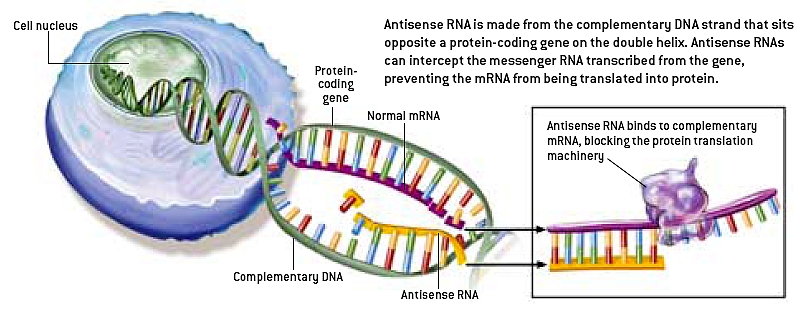 antisense-RNA